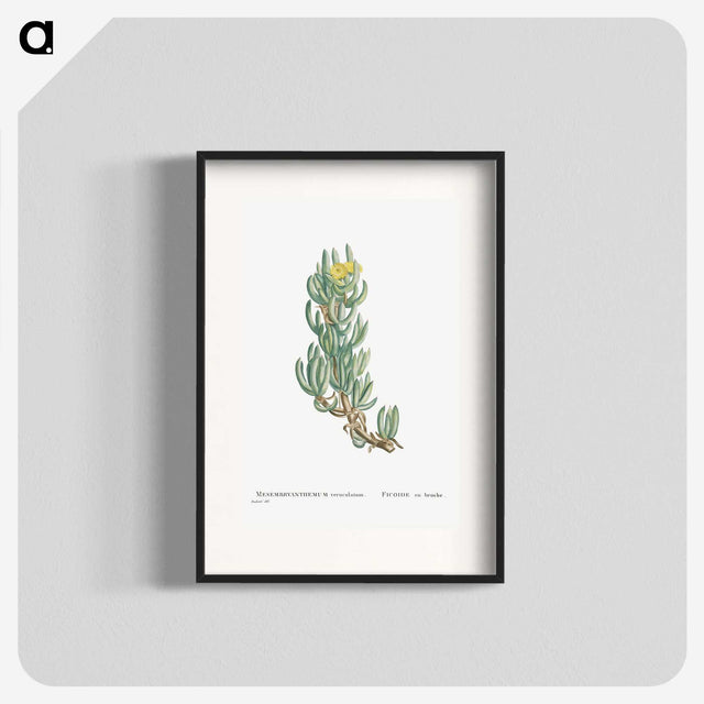 1-34_Histoire-des-Plantes-Grasses_blk