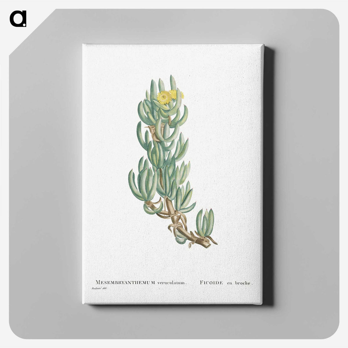 1-34_Histoire-des-Plantes-Grasses_canvas