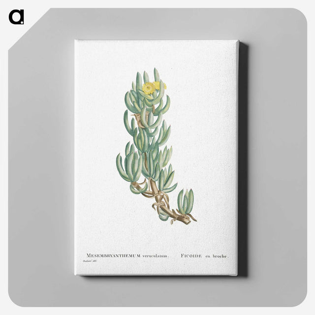 1-34_Histoire-des-Plantes-Grasses_canvas