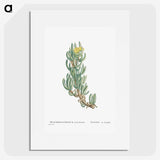 1-34_Histoire-des-Plantes-Grasses_picture