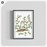 1-34_Hortus-Romanus-Botanical-Plates_blk-crop