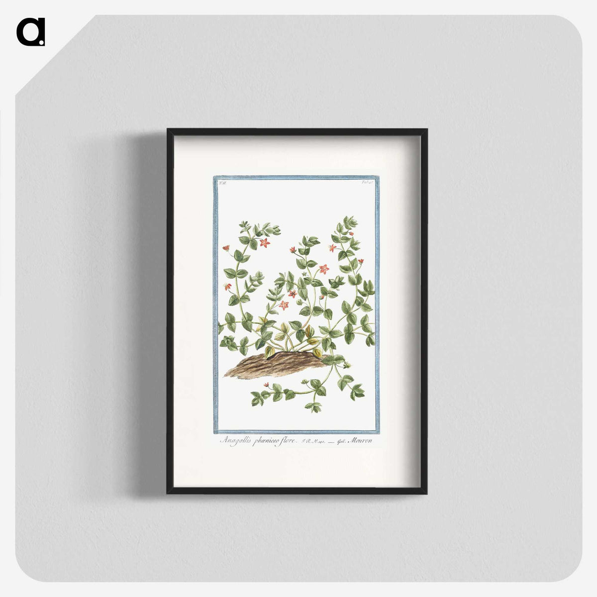 1-34_Hortus-Romanus-Botanical-Plates_blk