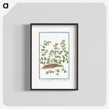 1-34_Hortus-Romanus-Botanical-Plates_blk