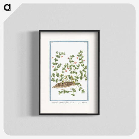 1-34_Hortus-Romanus-Botanical-Plates_blk