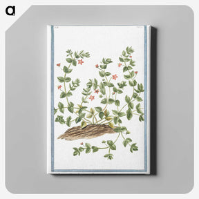 1-34_Hortus-Romanus-Botanical-Plates_canvas