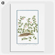 1-34_Hortus-Romanus-Botanical-Plates_picture