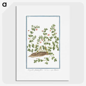 1-34_Hortus-Romanus-Botanical-Plates_picture