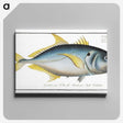 1-34_Ichtyologie-ou-Histoire-naturelle_canvas
