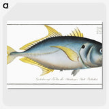 1-34_Ichtyologie-ou-Histoire-naturelle_picture-crop