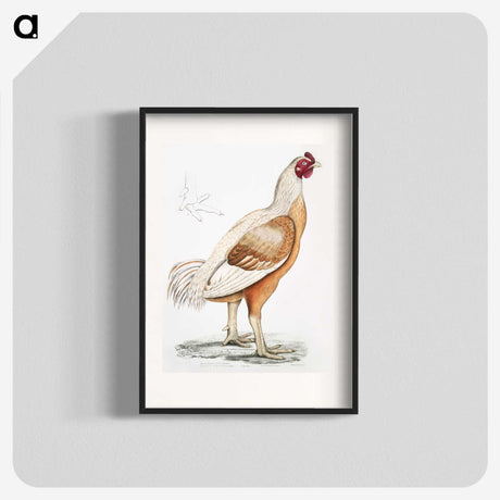 1-34_Indian-Zoology_blk