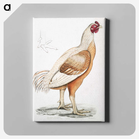 1-34_Indian-Zoology_canvas