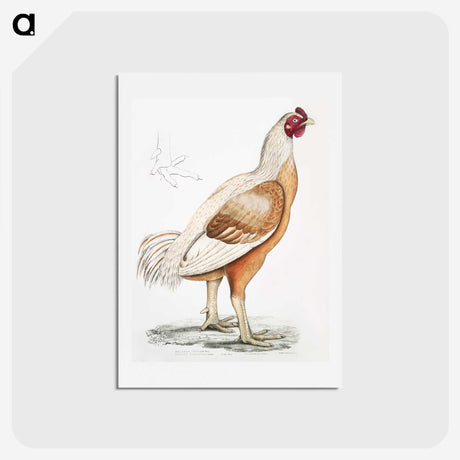 1-34_Indian-Zoology_hagaki