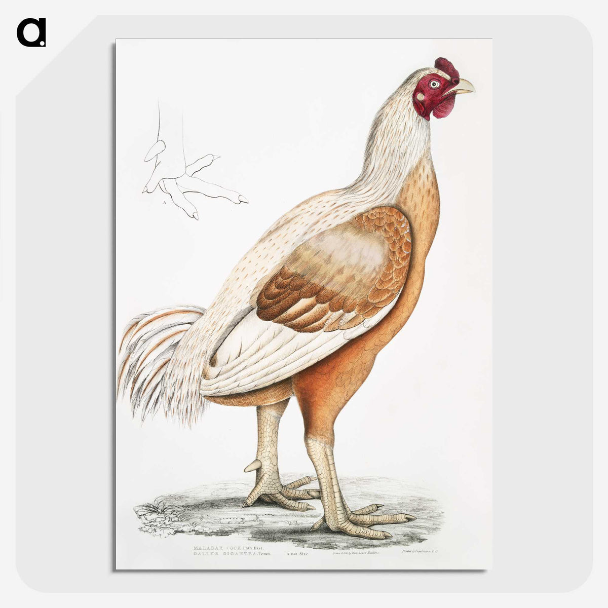 1-34_Indian-Zoology_picture-crop