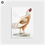 1-34_Indian-Zoology_postcard