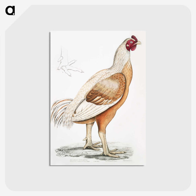 1-34_Indian-Zoology_postcard