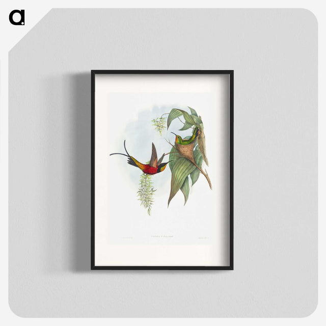 1-34_John-Gould_blk