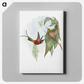1-34_John-Gould_canvas