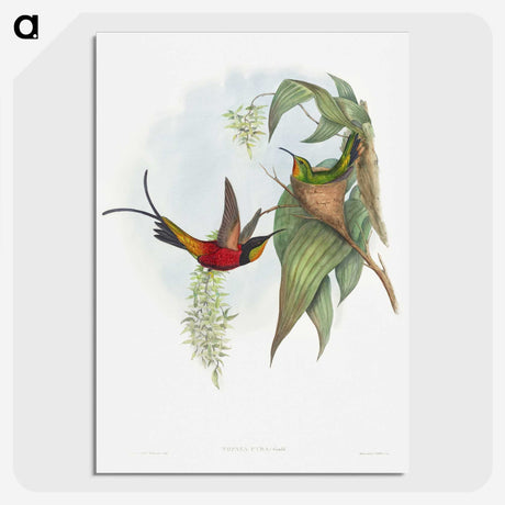 1-34_John-Gould_picture-crop
