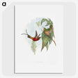 1-34_John-Gould_picture