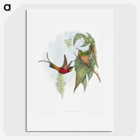 1-34_John-Gould_picture