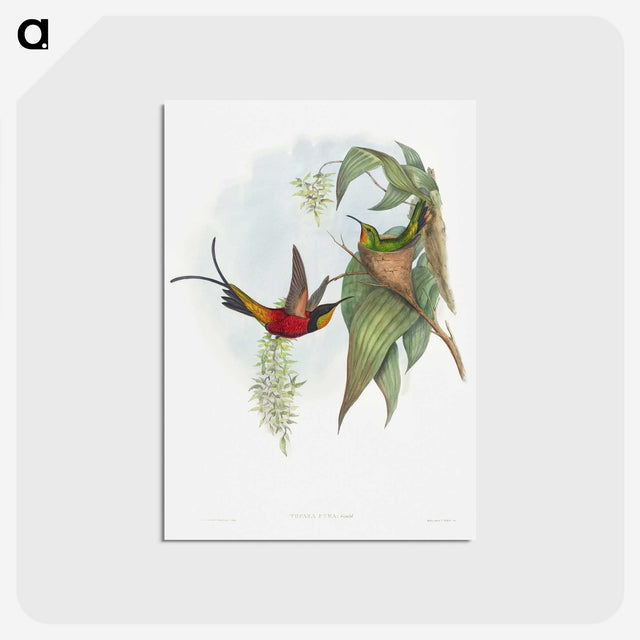 1-34_John-Gould_postcard