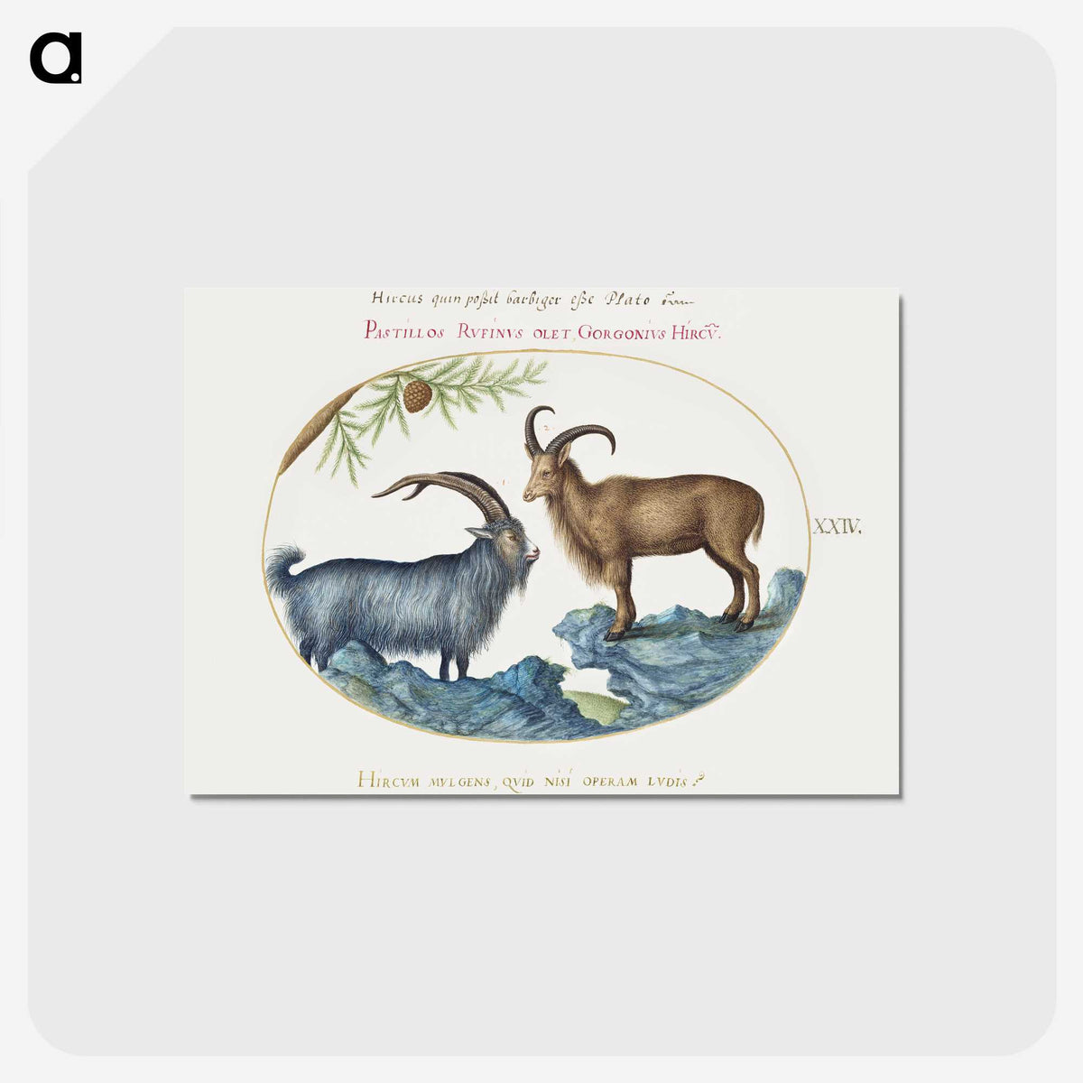 1-34_Joris-Hoefnagel_postcard