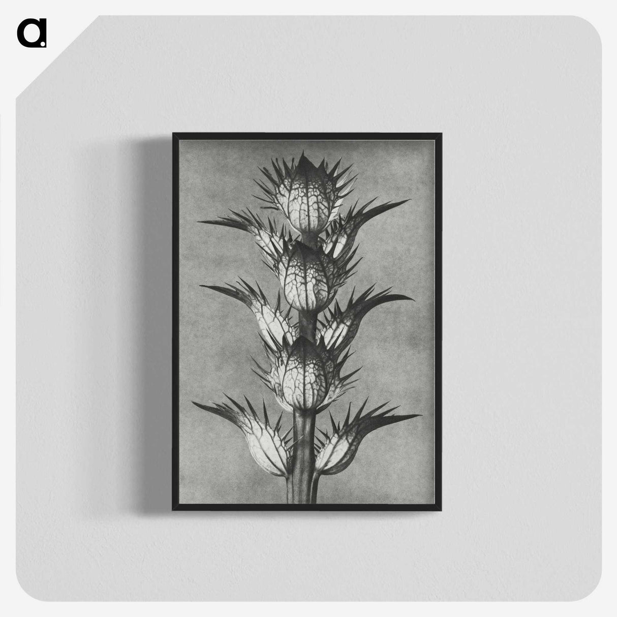 1-34_Karl-Blossfeldt_blk-crop