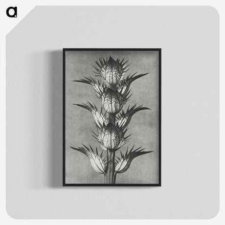 1-34_Karl-Blossfeldt_blk-crop
