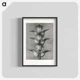 1-34_Karl-Blossfeldt_blk