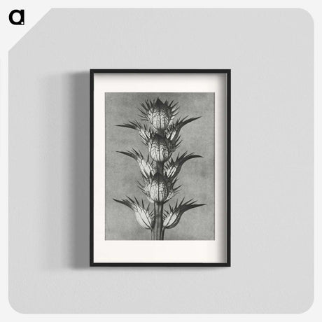 1-34_Karl-Blossfeldt_blk