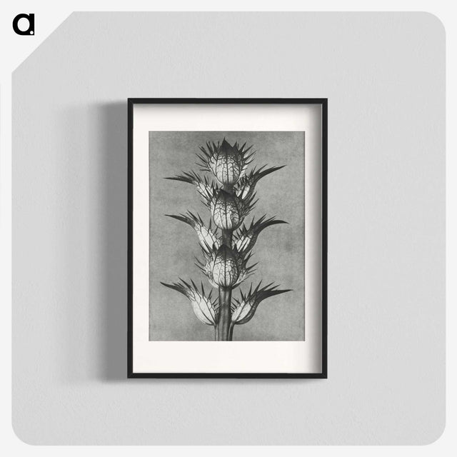 1-34_Karl-Blossfeldt_blk
