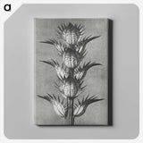 1-34_Karl-Blossfeldt_canvas