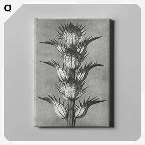 1-34_Karl-Blossfeldt_canvas