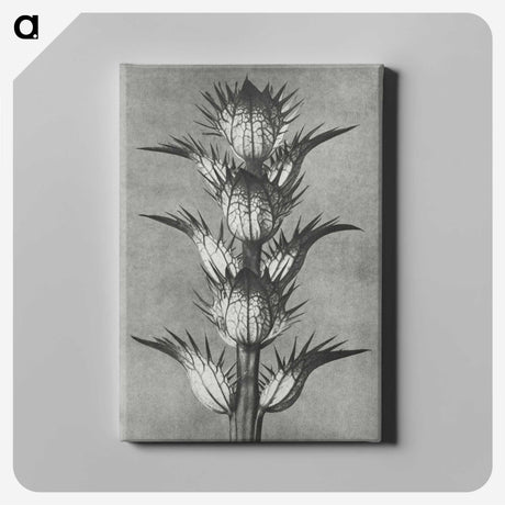 1-34_Karl-Blossfeldt_canvas