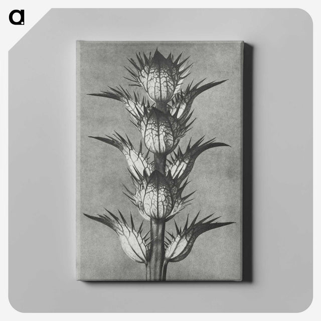 1-34_Karl-Blossfeldt_canvas