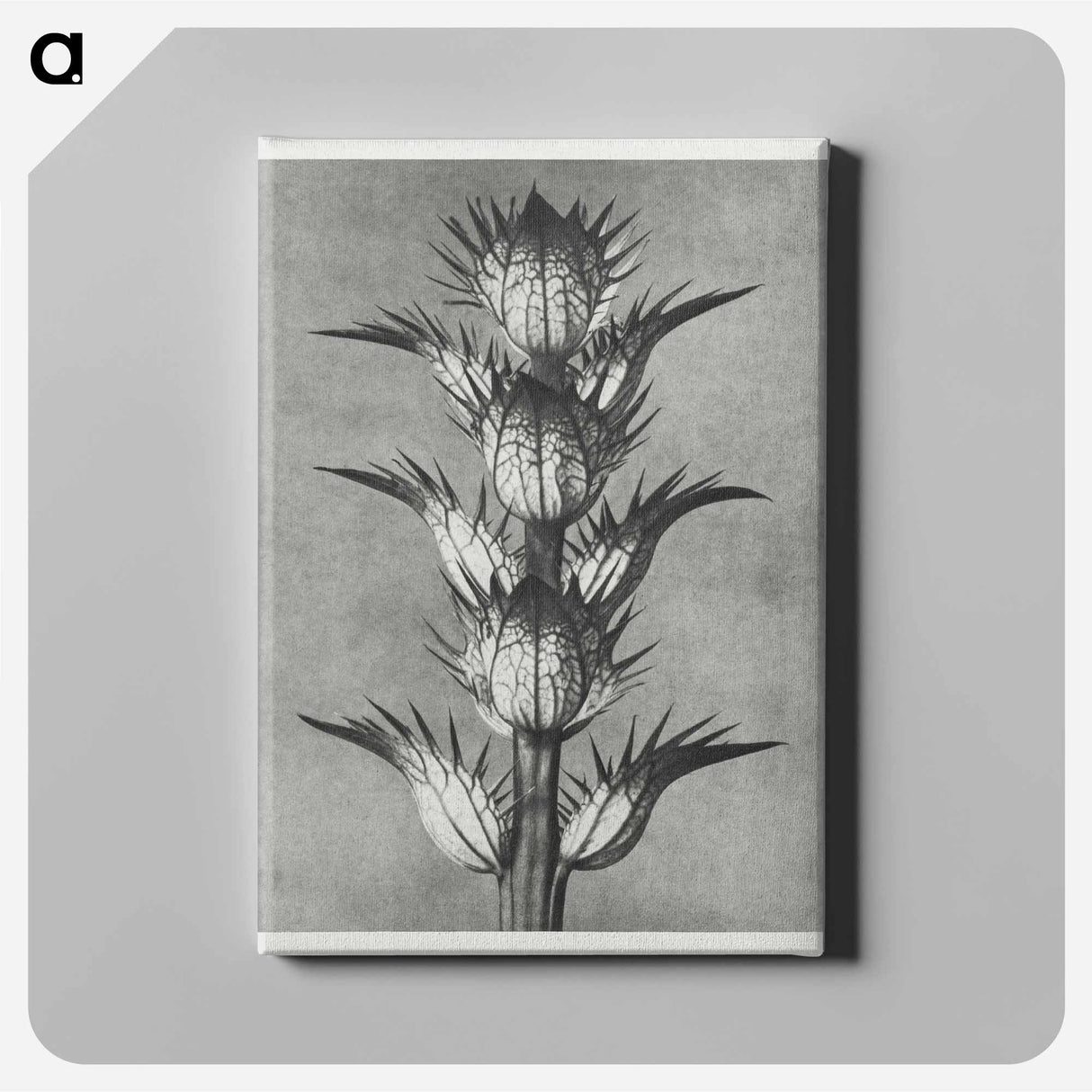 Acanthus mollis - Karl Blossfeldt Canvas.