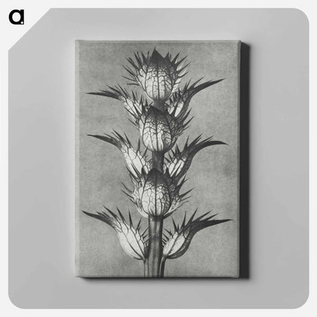 アートパネル-Acanthus mollis - カール ブロスフェルト Canvas.