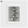アートポストカード-Acanthus mollis - カール ブロスフェルト Postcard.