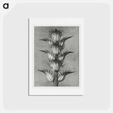 アートポストカード-Acanthus mollis - カール ブロスフェルト Postcard.