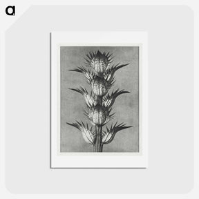 アートポストカード-Acanthus mollis - カール ブロスフェルト Postcard.