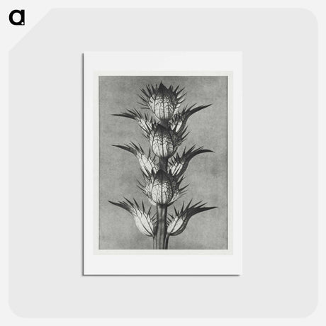 アートポストカード-Acanthus mollis - カール ブロスフェルト Postcard.