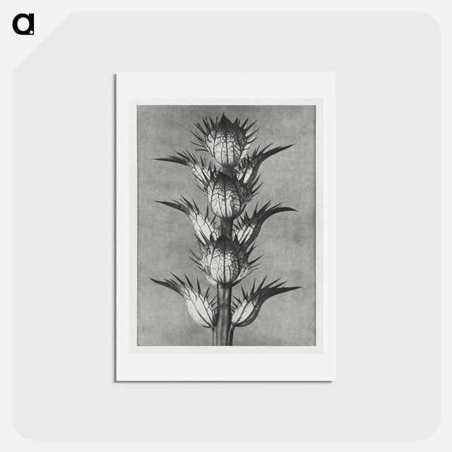 アートポストカード-Acanthus mollis - カール ブロスフェルト Postcard.