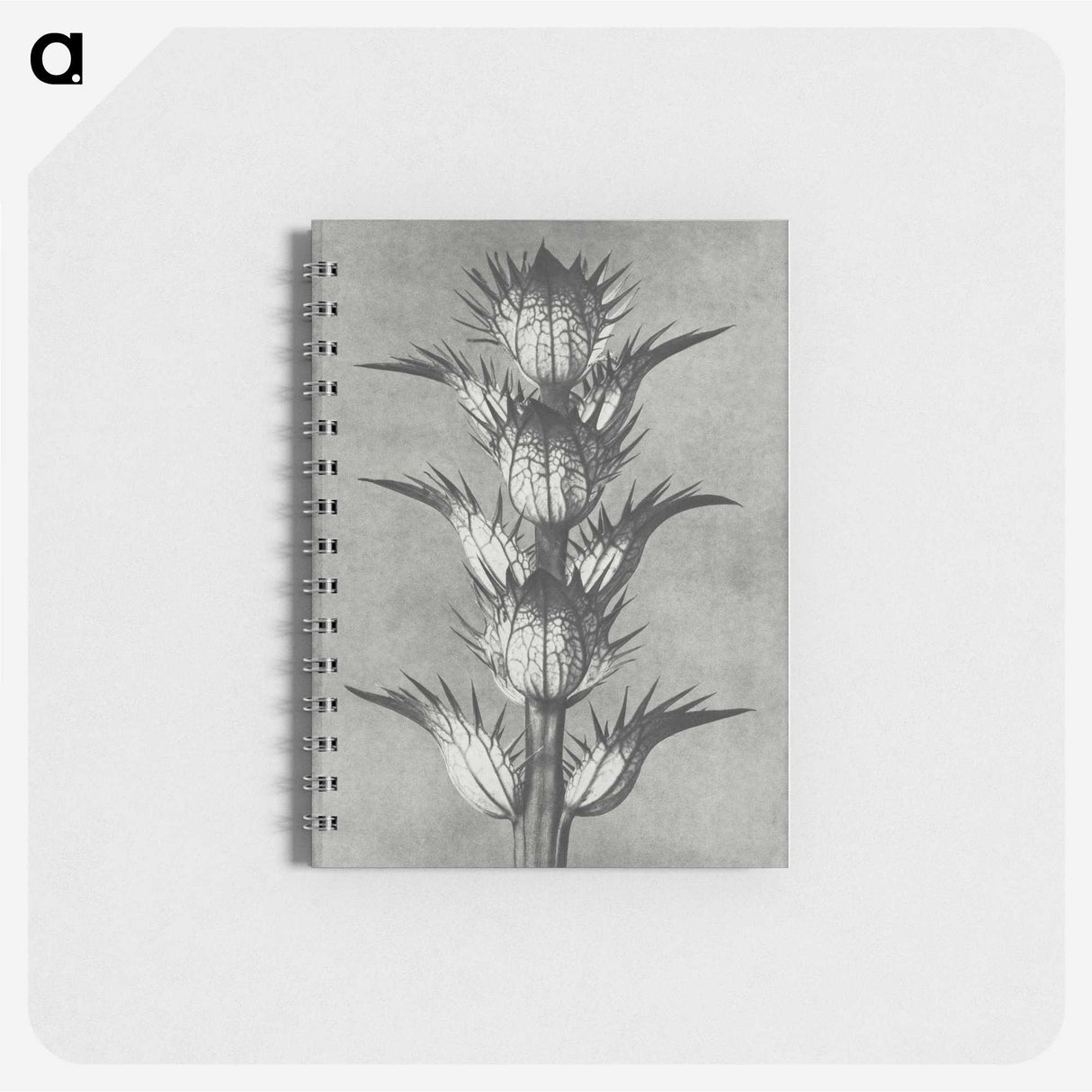 1-34_Karl-Blossfeldt_memo