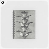 1-34_Karl-Blossfeldt_memo