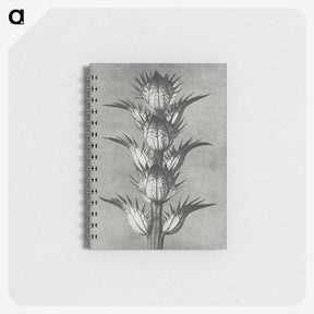 1-34_Karl-Blossfeldt_memo