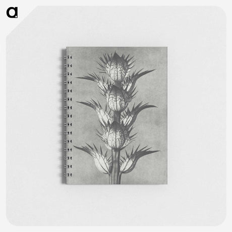 1-34_Karl-Blossfeldt_memo