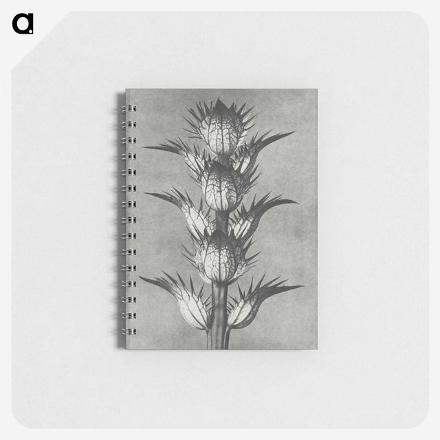1-34_Karl-Blossfeldt_memo