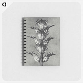 アートメモ帳-Acanthus mollis - カール ブロスフェルト Memo.