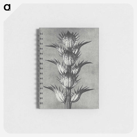 アートメモ帳-Acanthus mollis - カール ブロスフェルト Memo.