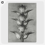 1-34_Karl-Blossfeldt_picture-crop
